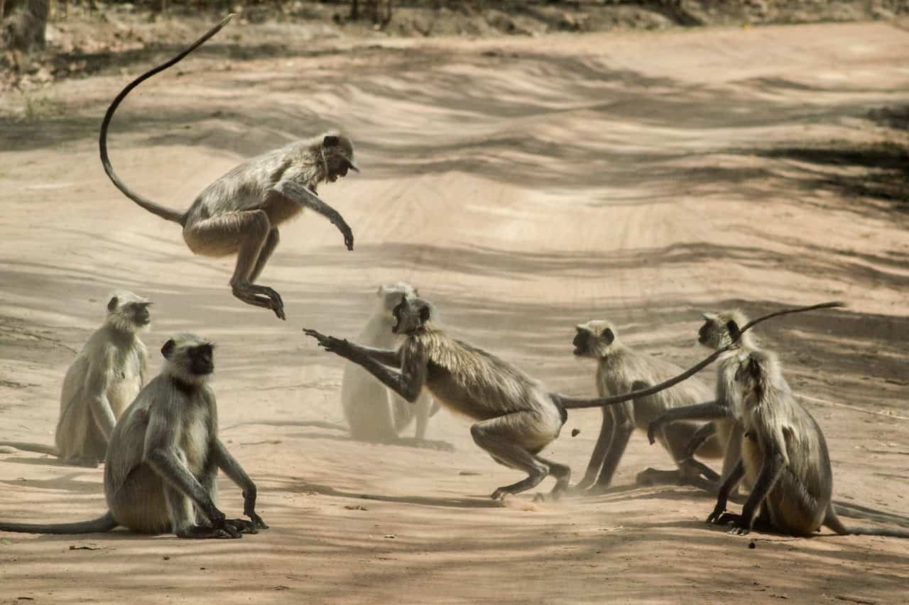 flying monkeys